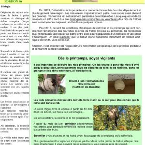 Frelon Asiatique : Les infos de la Fdgdon86