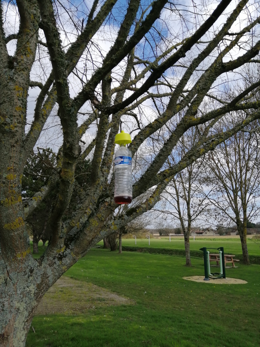 Les Ados se mobilisent contre les frelons asiatiques !