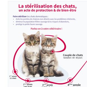 Faites stériliser vos chats !